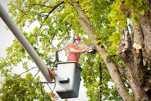 Best Emergency Storm Tree Removal  in Woodlake, VA